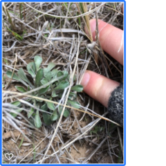 Townsendia florifera