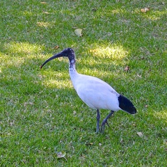 Threskiornis molucca