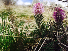 Veronica wyomingensis