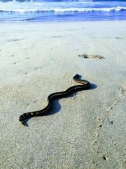Hydrophis platurus
