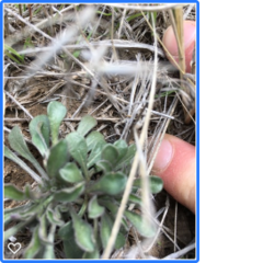 Townsendia florifera