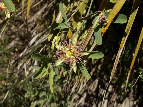 Image of Passiflora mexicana by (c) Sue Carnahan, some rights reserved (CC BY)