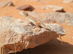 Arabian Toad-Headed Agama photo 4