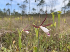 Cleistesiopsis oricamporum