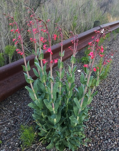 Wright's beardtongue (Penstemon wrightii)