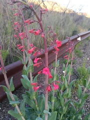 Penstemon wrightii