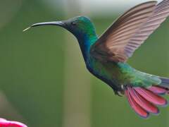 Black-Throated Mango photo 2