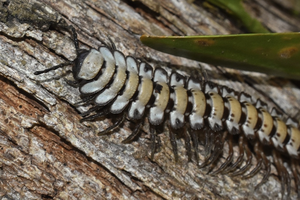 Phyodesminae