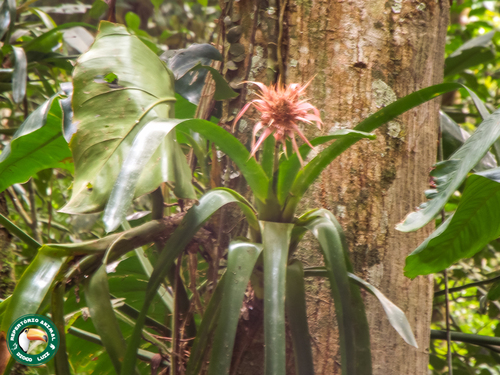 Aechmea fasciata