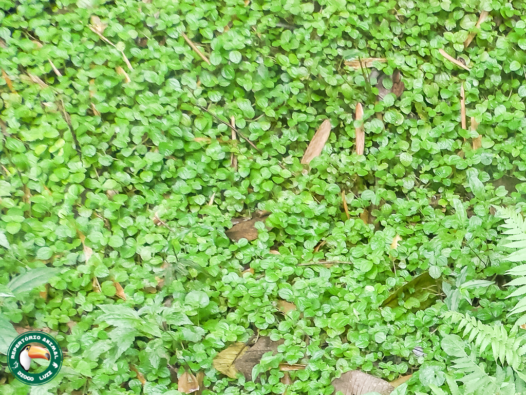 Pilea nummulariifolia, Rebio Tinguá - Boa Esperança - Nova Iguaçu - RJ, Brasil