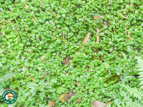 Pilea nummulariifolia iNat (3)