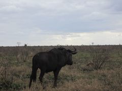 Connochaetes taurinus