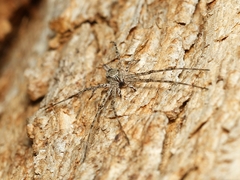 Tamopsis fickerti