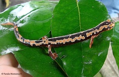 Yellow-Bellied Salamander photo 2
