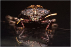 Antiteuchus mixtus