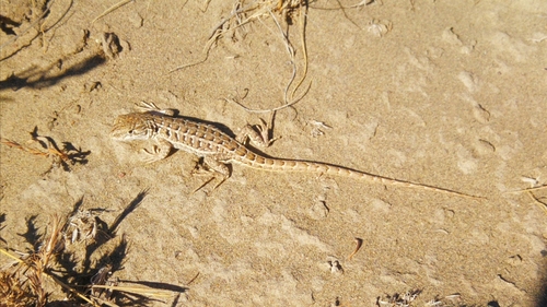 Liolaemus melanops