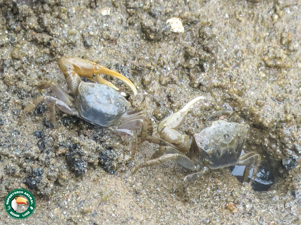 Smith's Fiddler Crab
