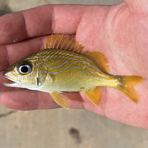 Photo of French grunt (Haemulon flavolineatum)