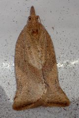 Argyrotaenia franciscana