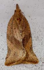 Argyrotaenia franciscana