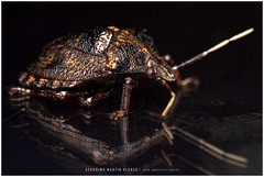 Antiteuchus mixtus