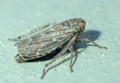 Euscelis variegatus