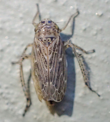 Euscelis variegatus