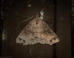 Lithilaria proestans