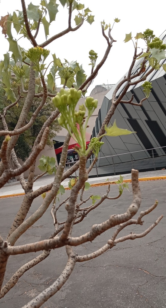 Broomstick Tree from C.U., Ciudad de México, CDMX, México on February