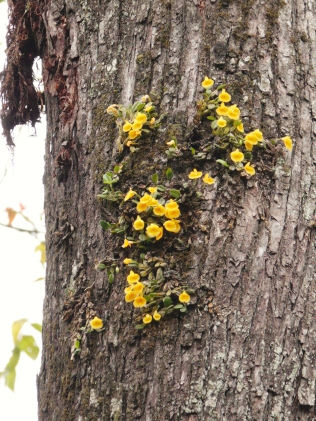 Dendrobium jenkinsii Wall. ex Lindl. 4