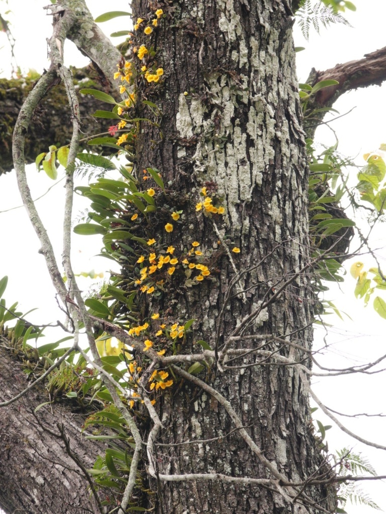 Dendrobium jenkinsii Wall. ex Lindl. 3