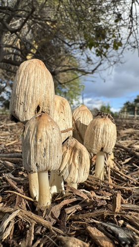 iNaturalist observation photo of flocculose inkcap