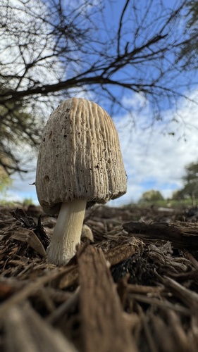 iNaturalist observation photo of flocculose inkcap
