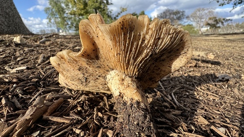 iNaturalist observation photo of Brownit