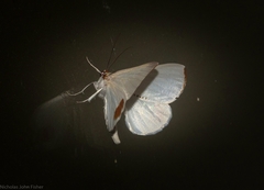 Thalaina selenaea