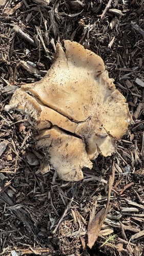 iNaturalist observation photo of Brownit