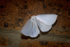 Thalaina selenaea