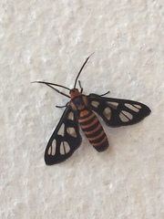 Amata huebneri