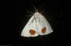 Thalaina selenaea