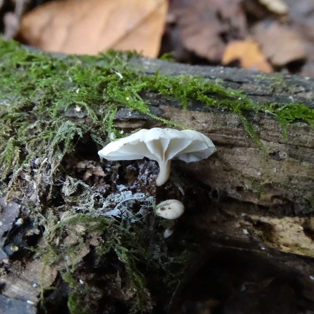 Marasmiellus alliiodorus · April 2019 · photo: © cristianriquelme (iNaturalist, cc-by)