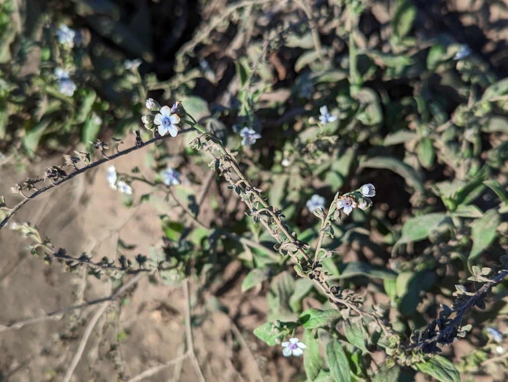 Cynoglossum javanicum