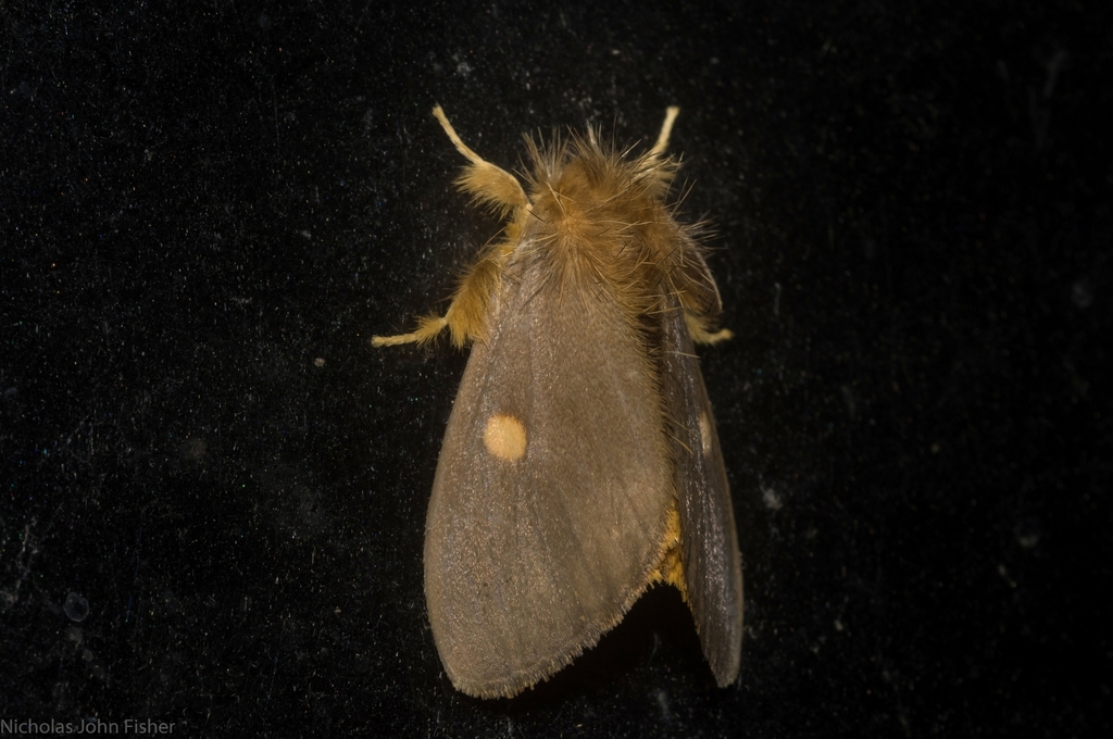 Euproctis leonina