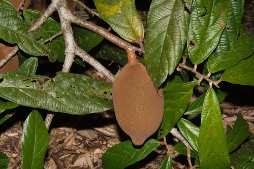 Foto de Cupuaçu