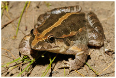 Discoglossus scovazzi