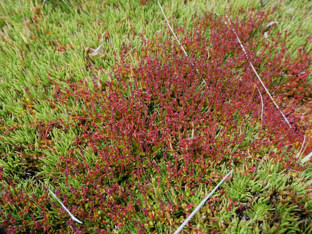 creeping raspwort from Roaring Meg 9384, New Zealand on January 28 ...