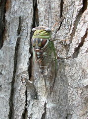 Megatibicen pronotalis