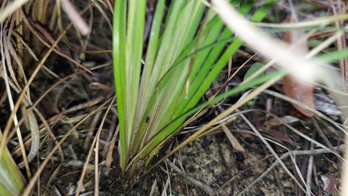 Image of Sisyrinchium xerophyllum by (c) Athena Philips, some rights reserved (CC BY)