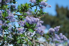 Ceanothus thyrsiflorus thyrsiflorus