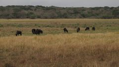 Connochaetes taurinus