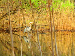 Ardea herodias